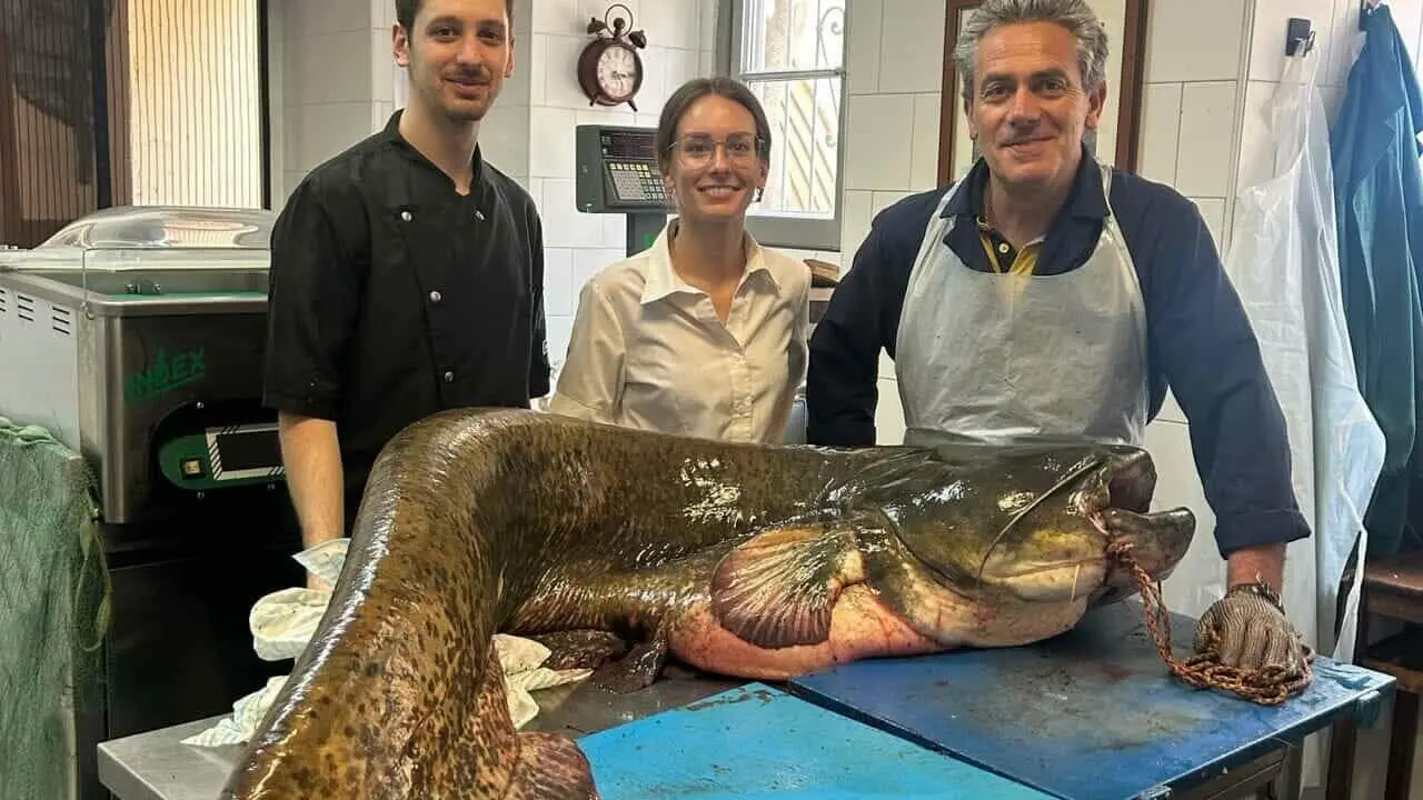 Pescato siluro a Como