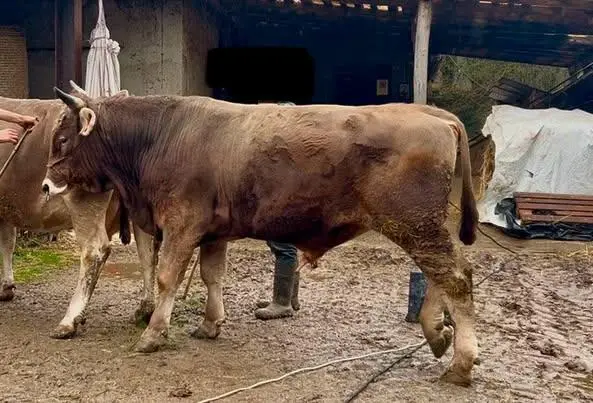 toro