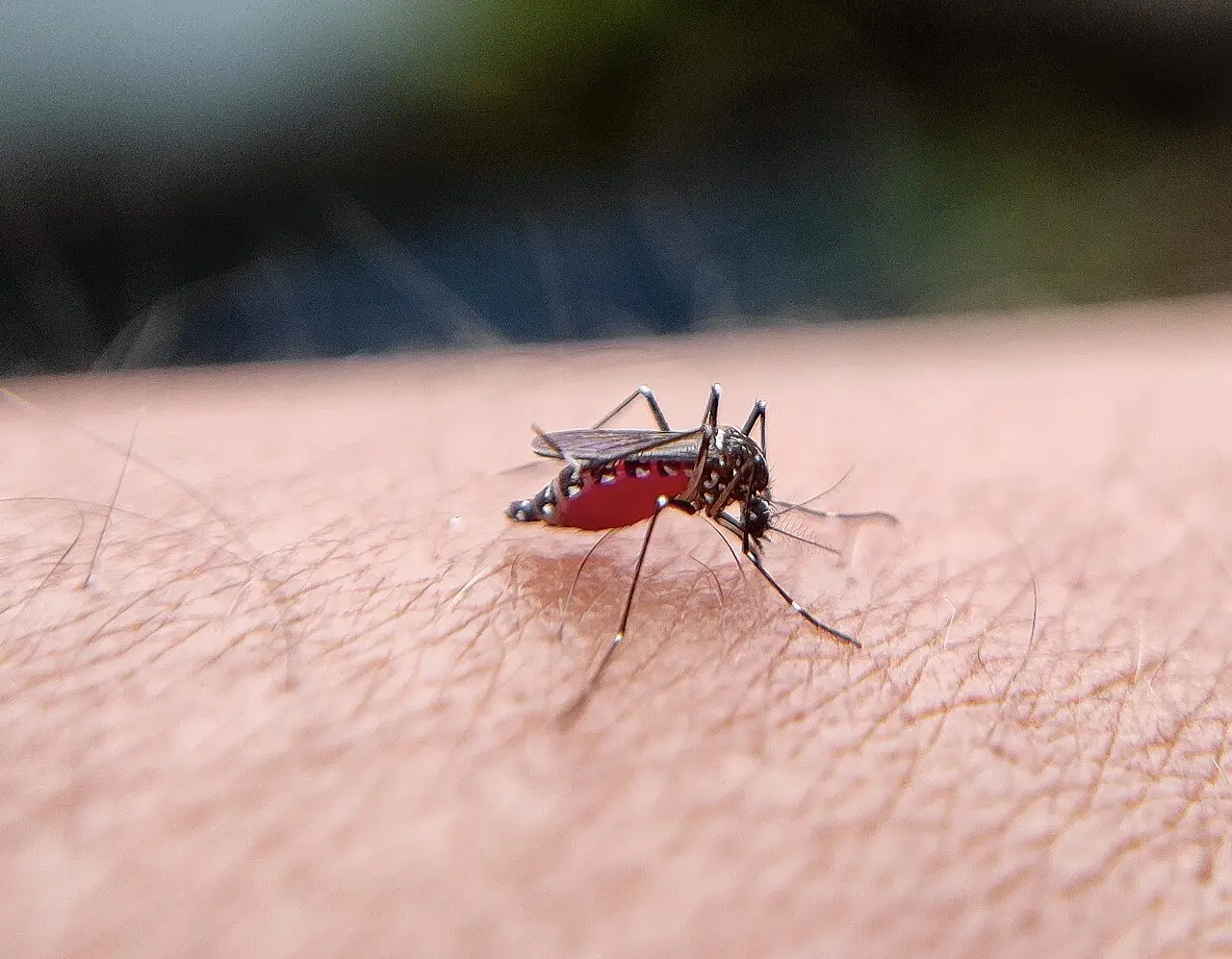 Allarme Dengue