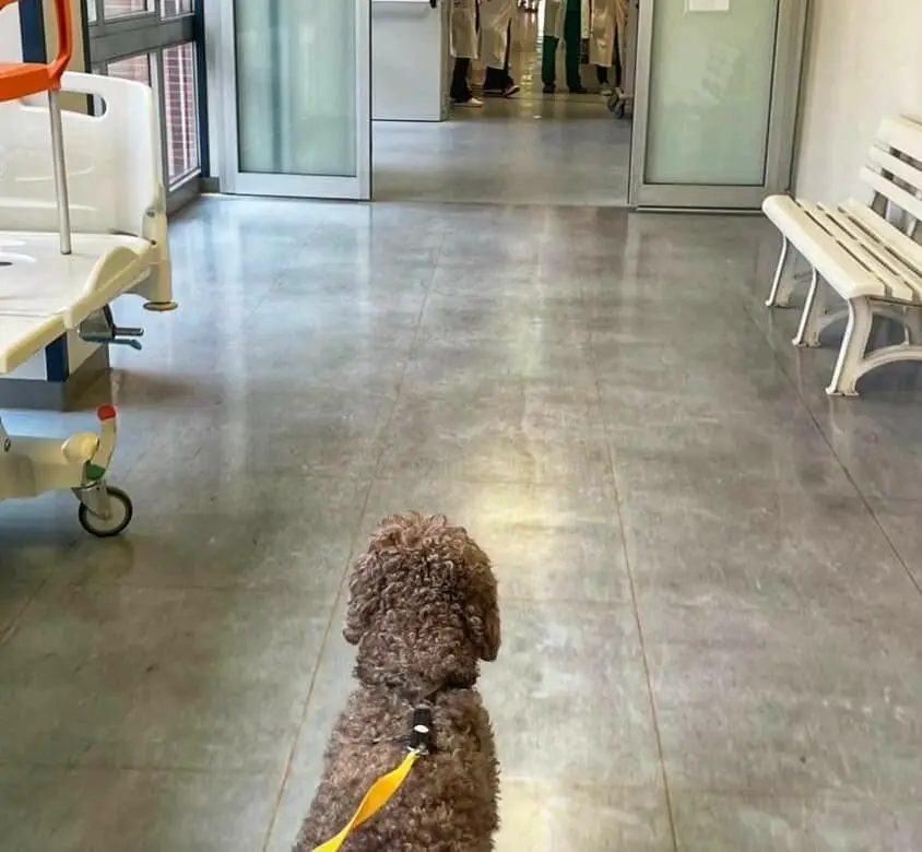Tota all'ospedale