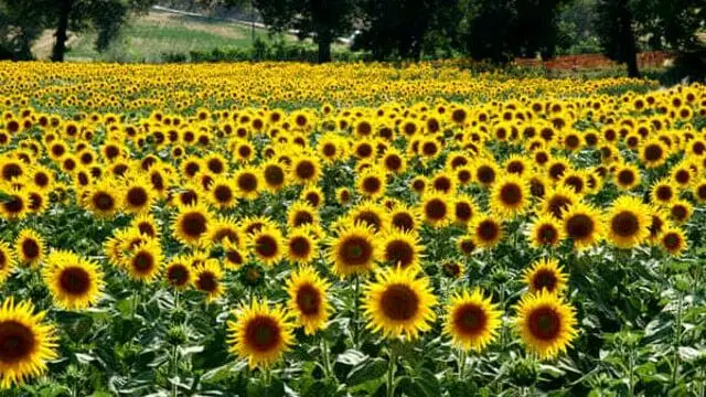 shirin scintilla girasoli labirinto