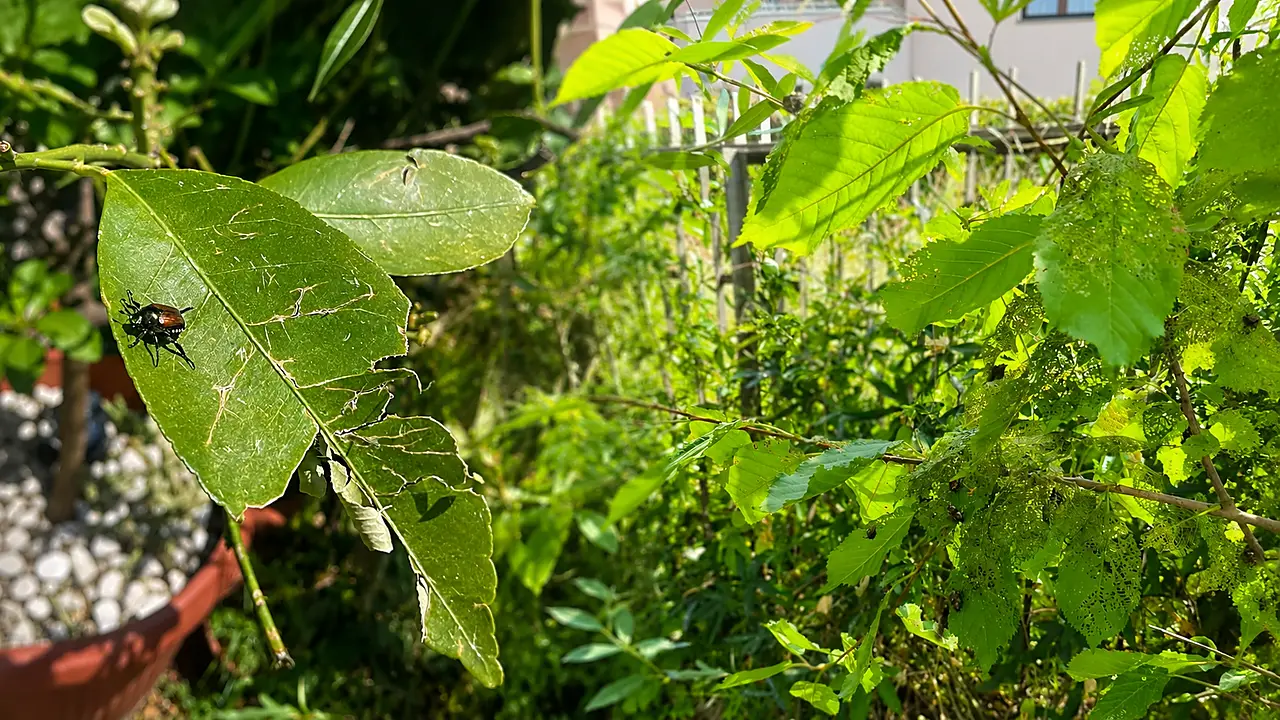 Takahia Popilia Japonica