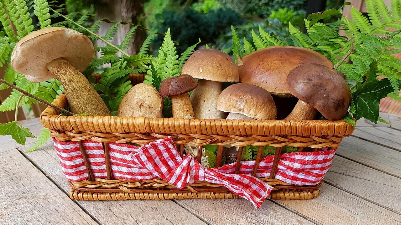 cesta con funghi porcini appena raccolti