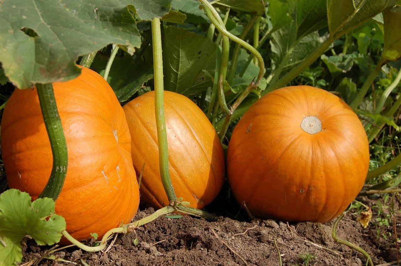 zucche arancioni nell'orto