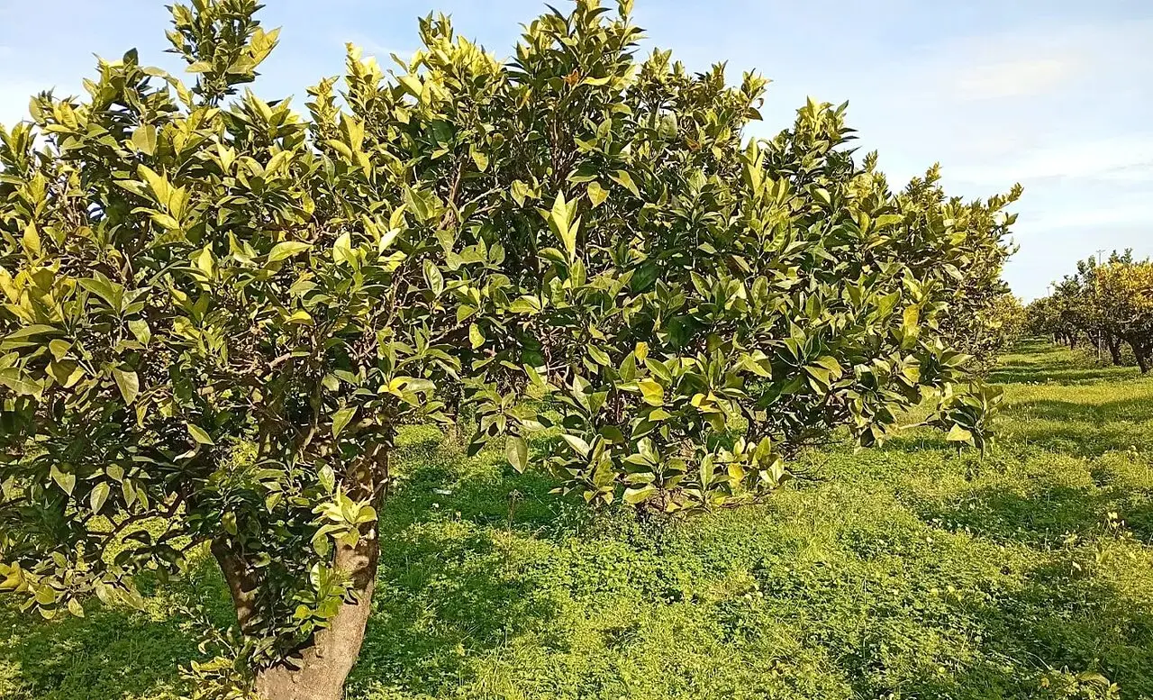Gioia Tauro aranceto