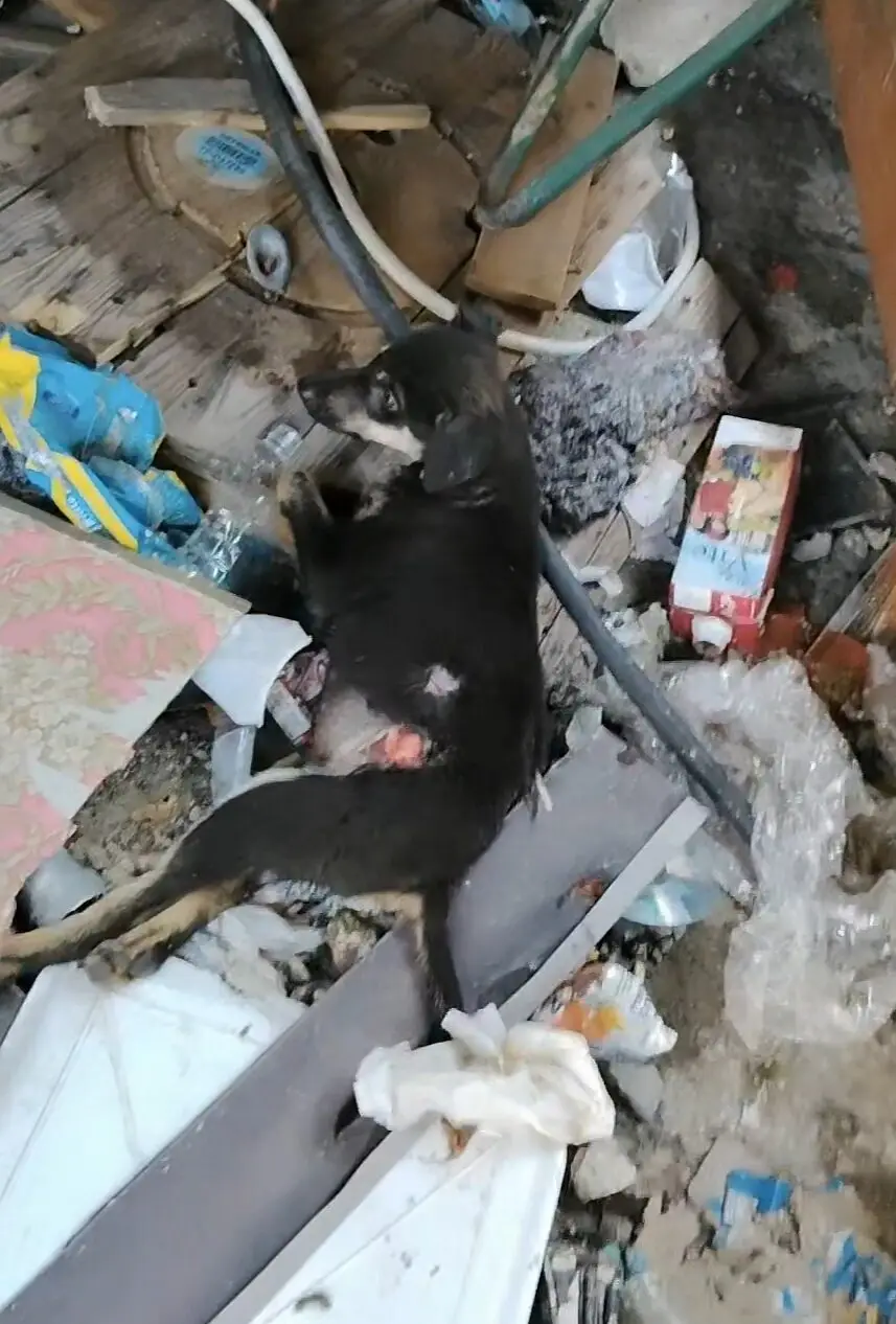 https://slyvi-tstorage.fra1.cdn.digitaloceanspaces.com/l195239493832_tml3554808936193_322719470805_1786724373960054.webp