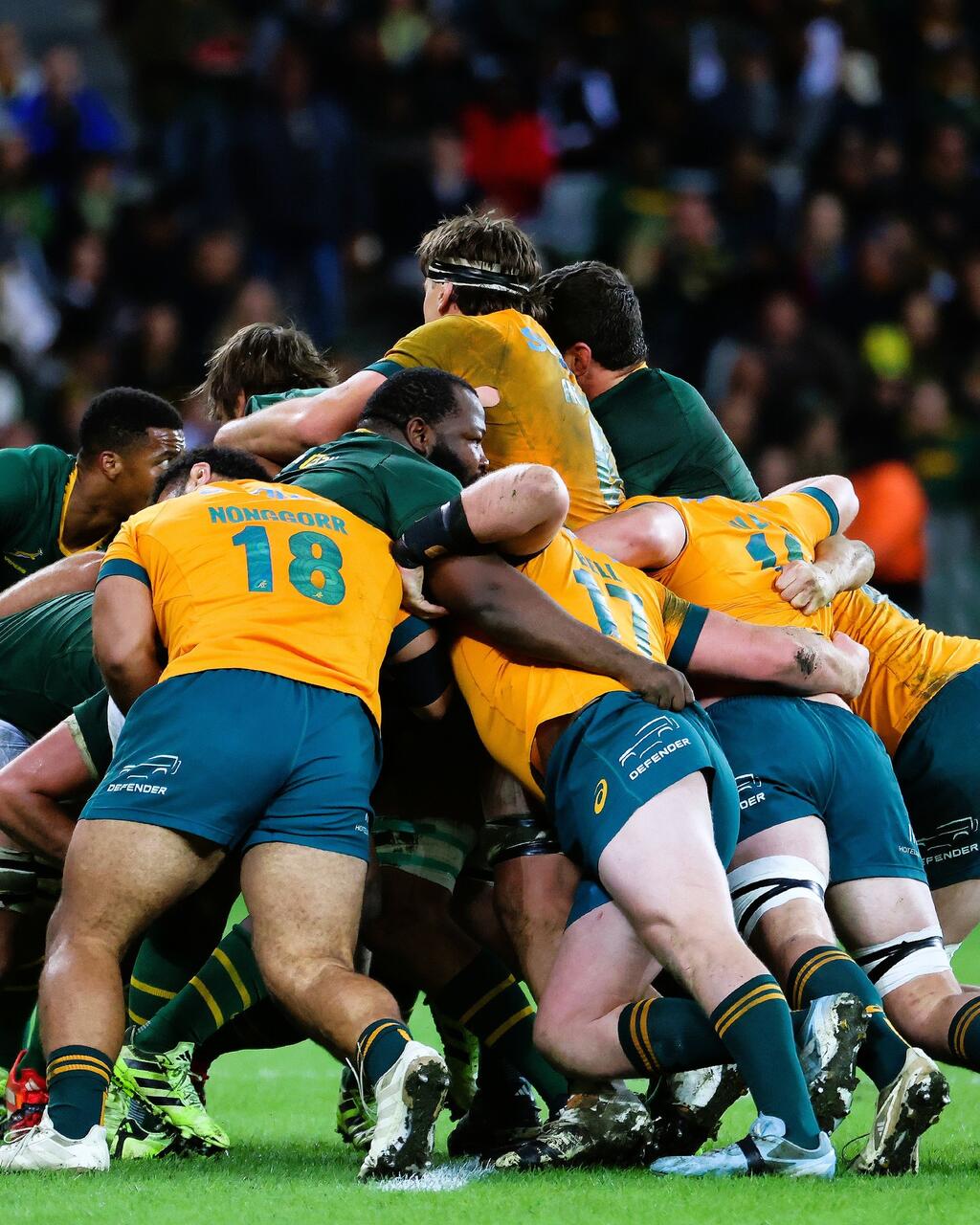 Foto Springboks