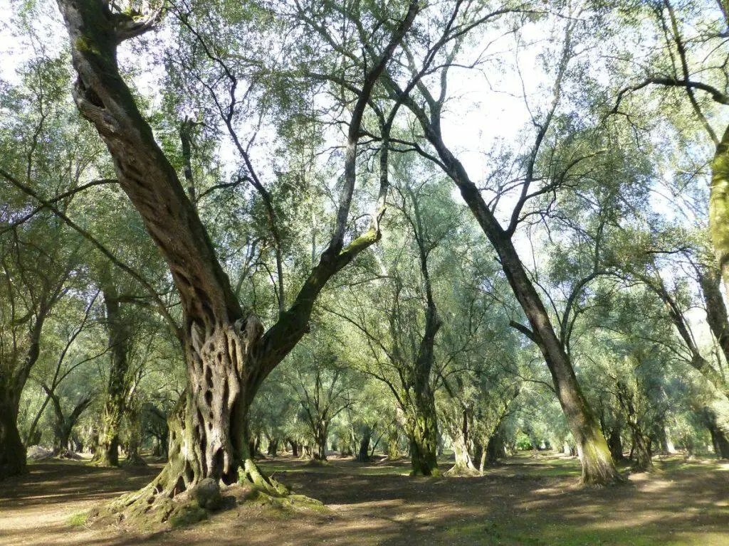 L’olio calabrese conquista le Tre Foglie del Gambero Rosso