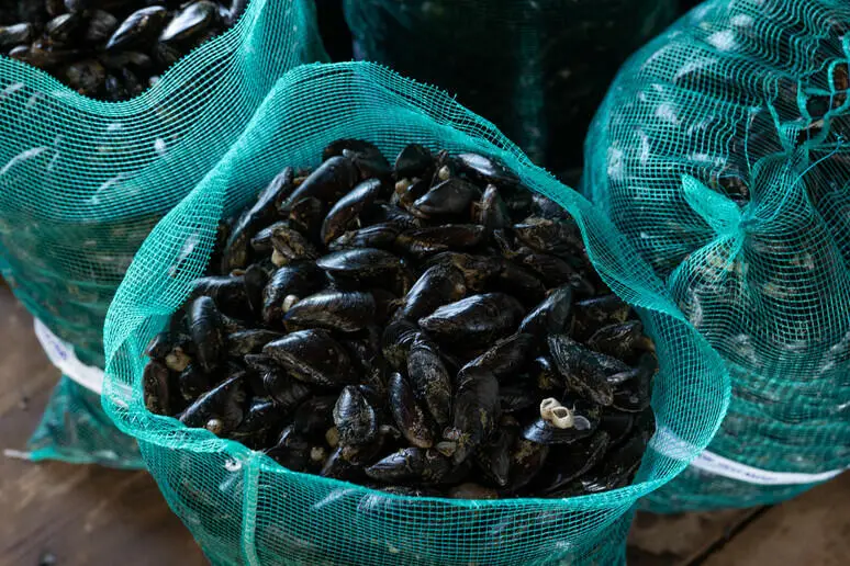 Cozze