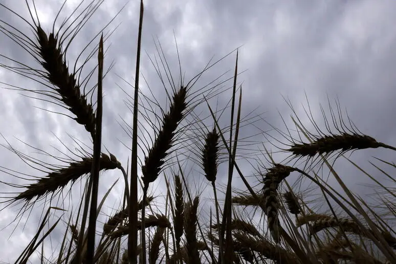 Grano