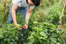 Giovani agricoltori