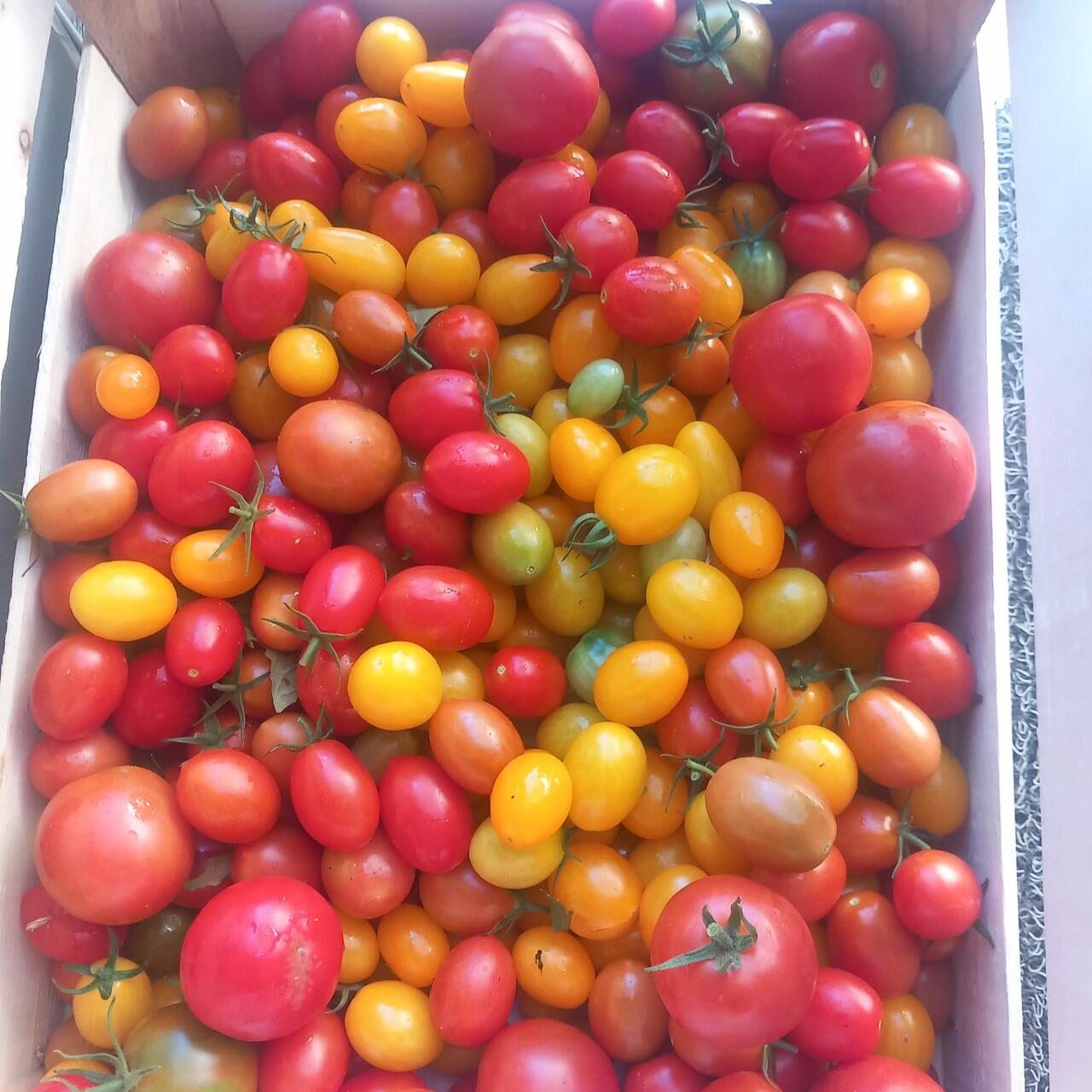 pomodori
