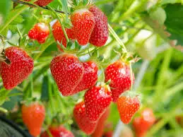 Pianta di fragole