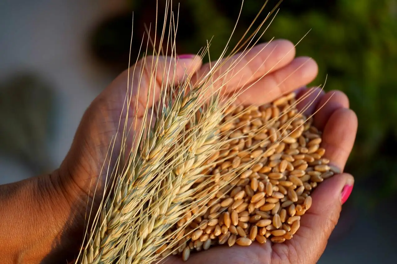 spiga di grano