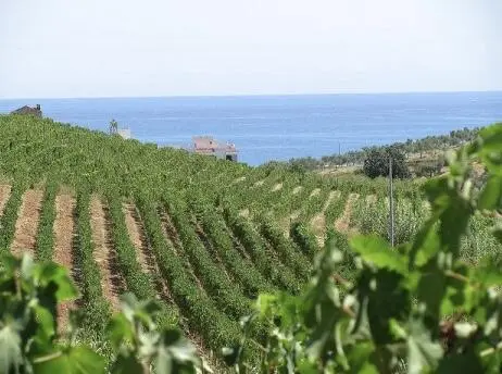 Vigneti Cirò