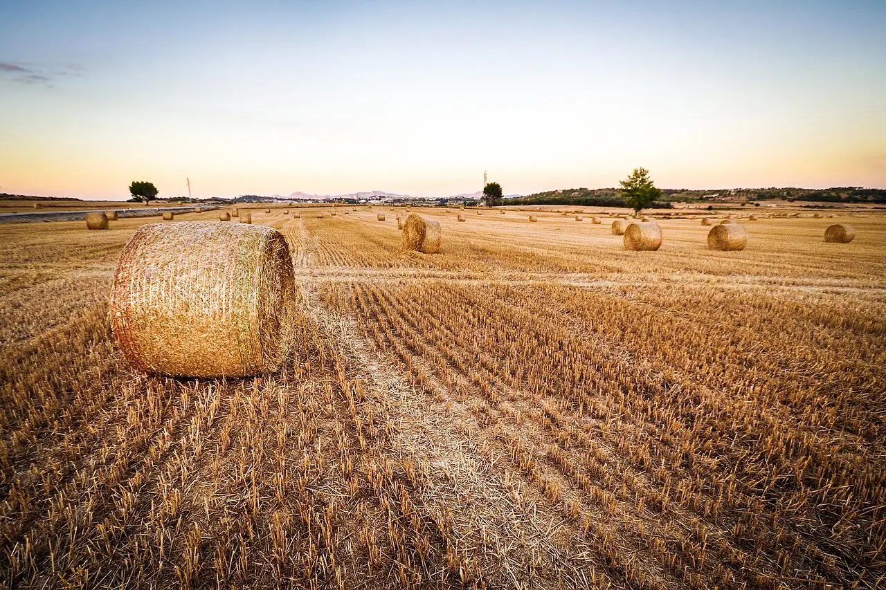 Un terreno agricolo