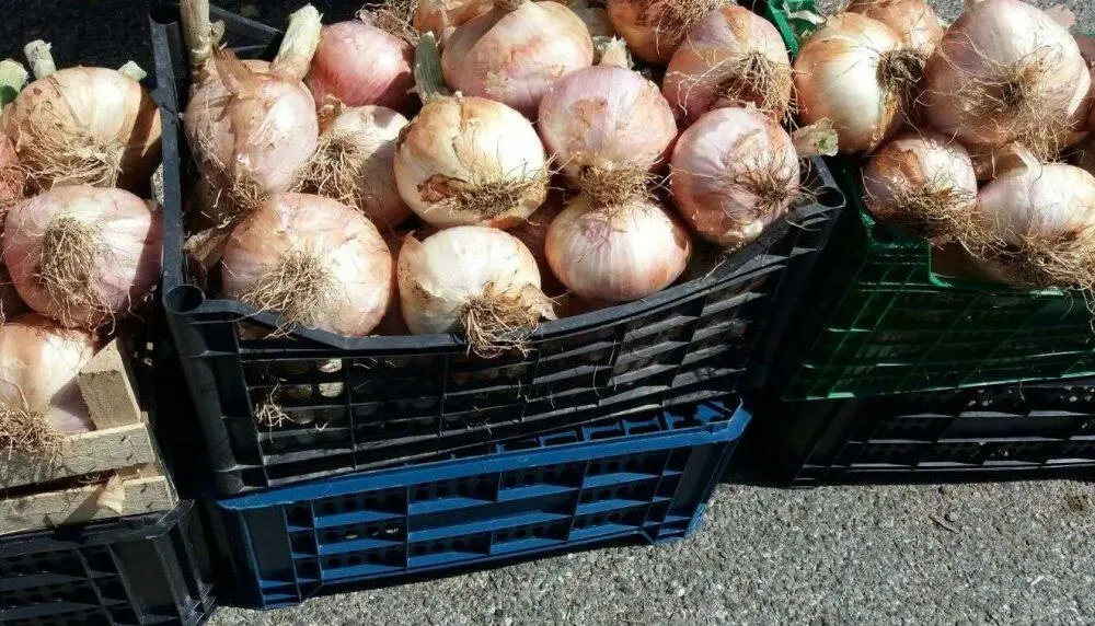 La cipolla bianca di Castrovillari