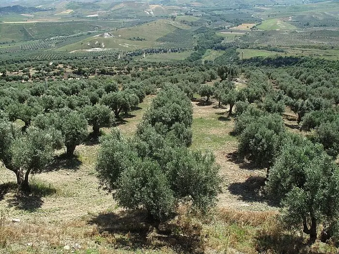 Un oliveto calabrese