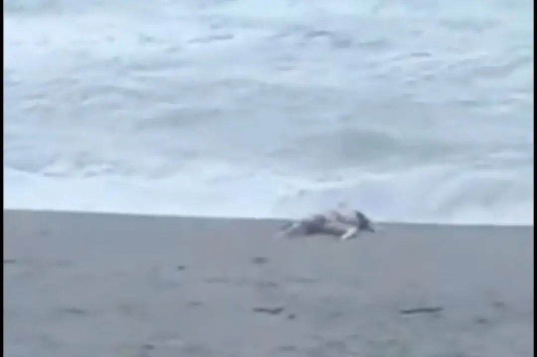 Il corpo a Coreca (foto Pietro Perri)