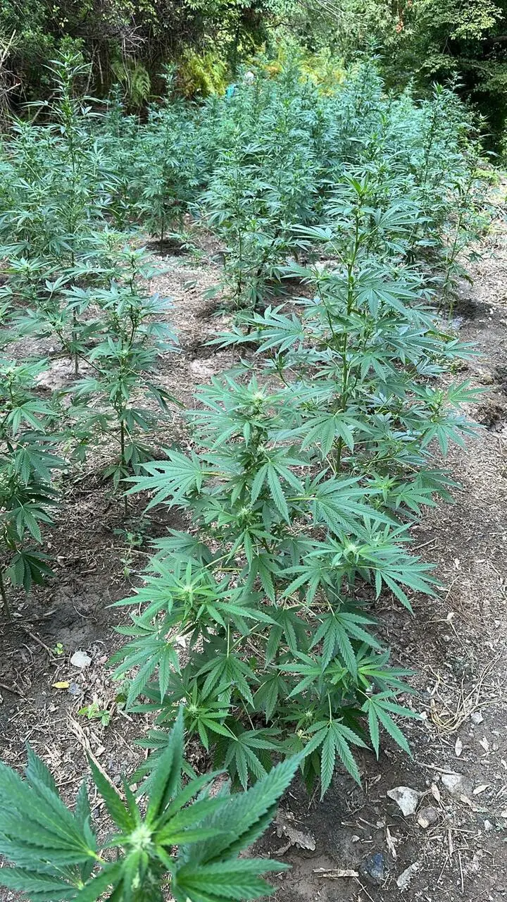 Alcune delle piante sequestrate