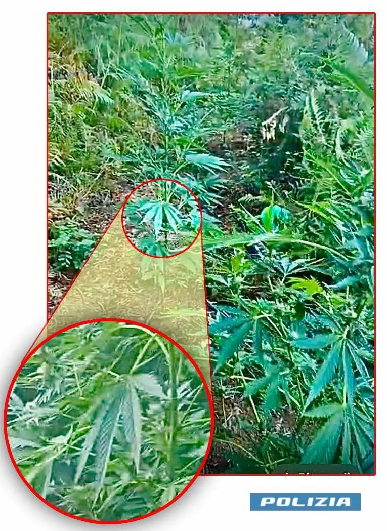 Piantagione cannabis