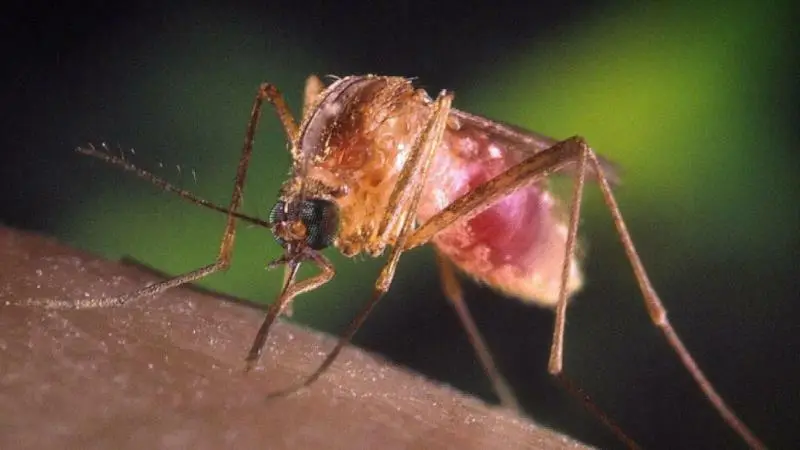 La zanzara trasmette il virus West Nile