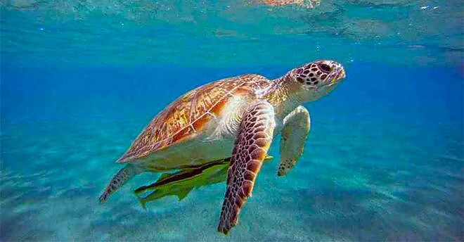 Una tartaruga caretta caretta