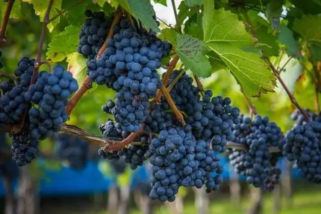 vendemmia calabrese 2025