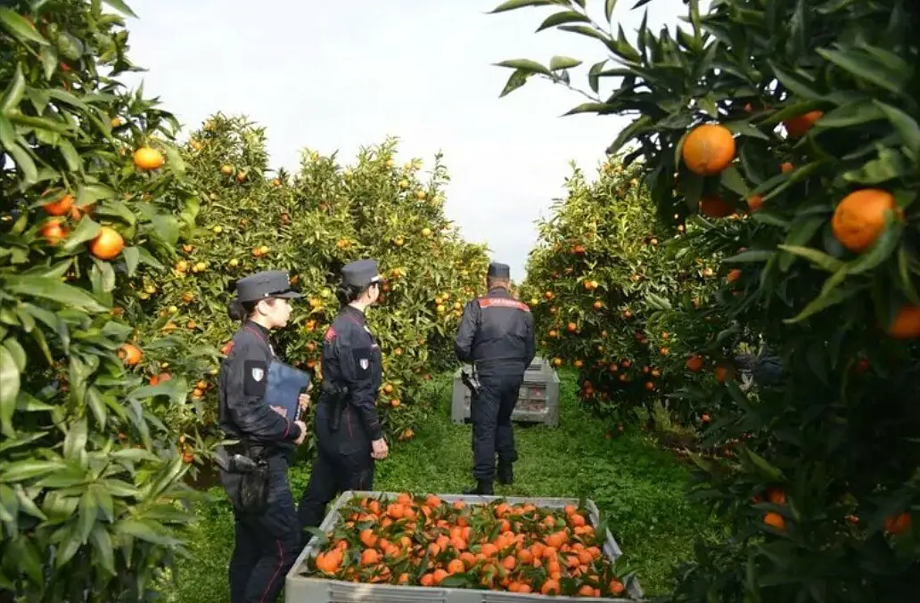 I carabinieri forestali all'opera