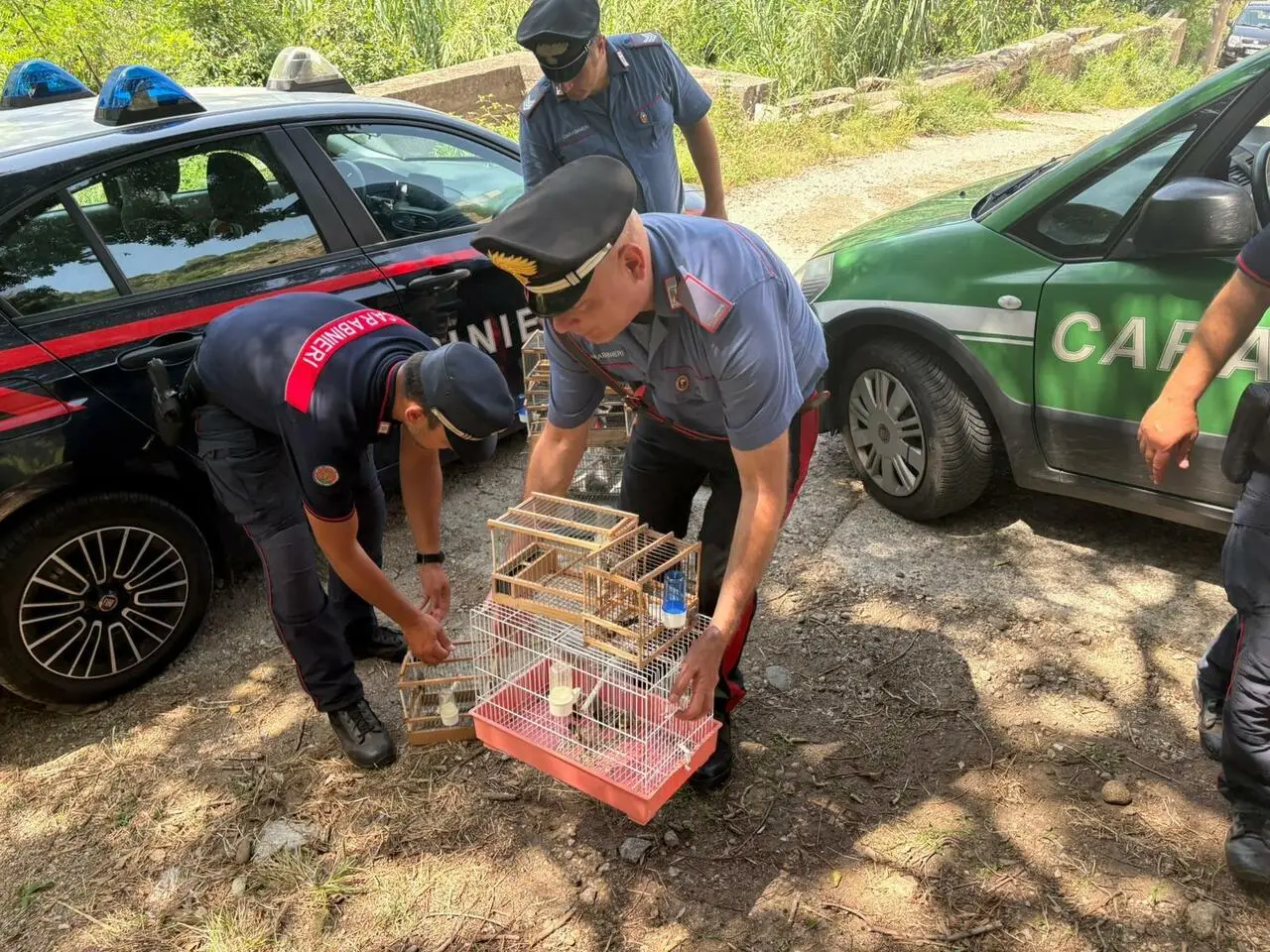 I carabinieri con i cardellini ritrovati
