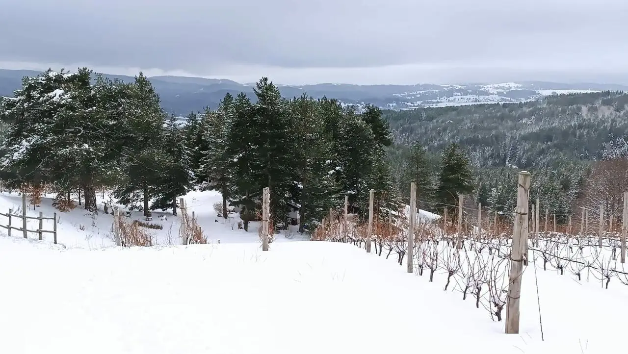 Vigneto più alto d'Europa
