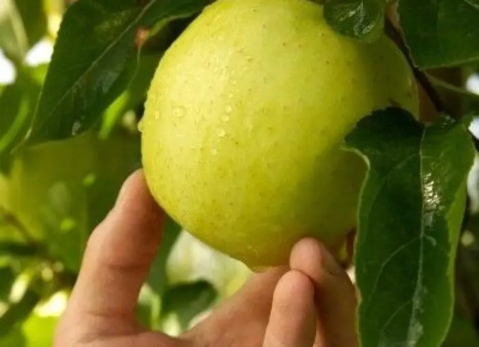 Prodotti di agricoltura biologica