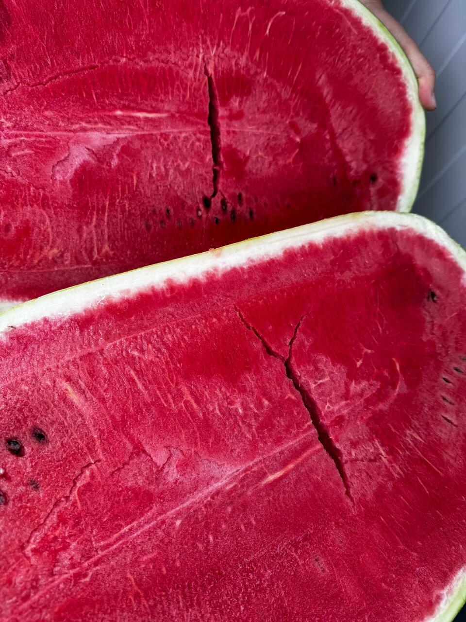 anguria