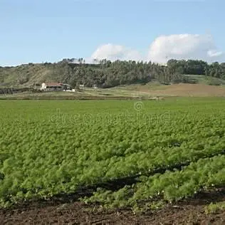 Terreni coltivati