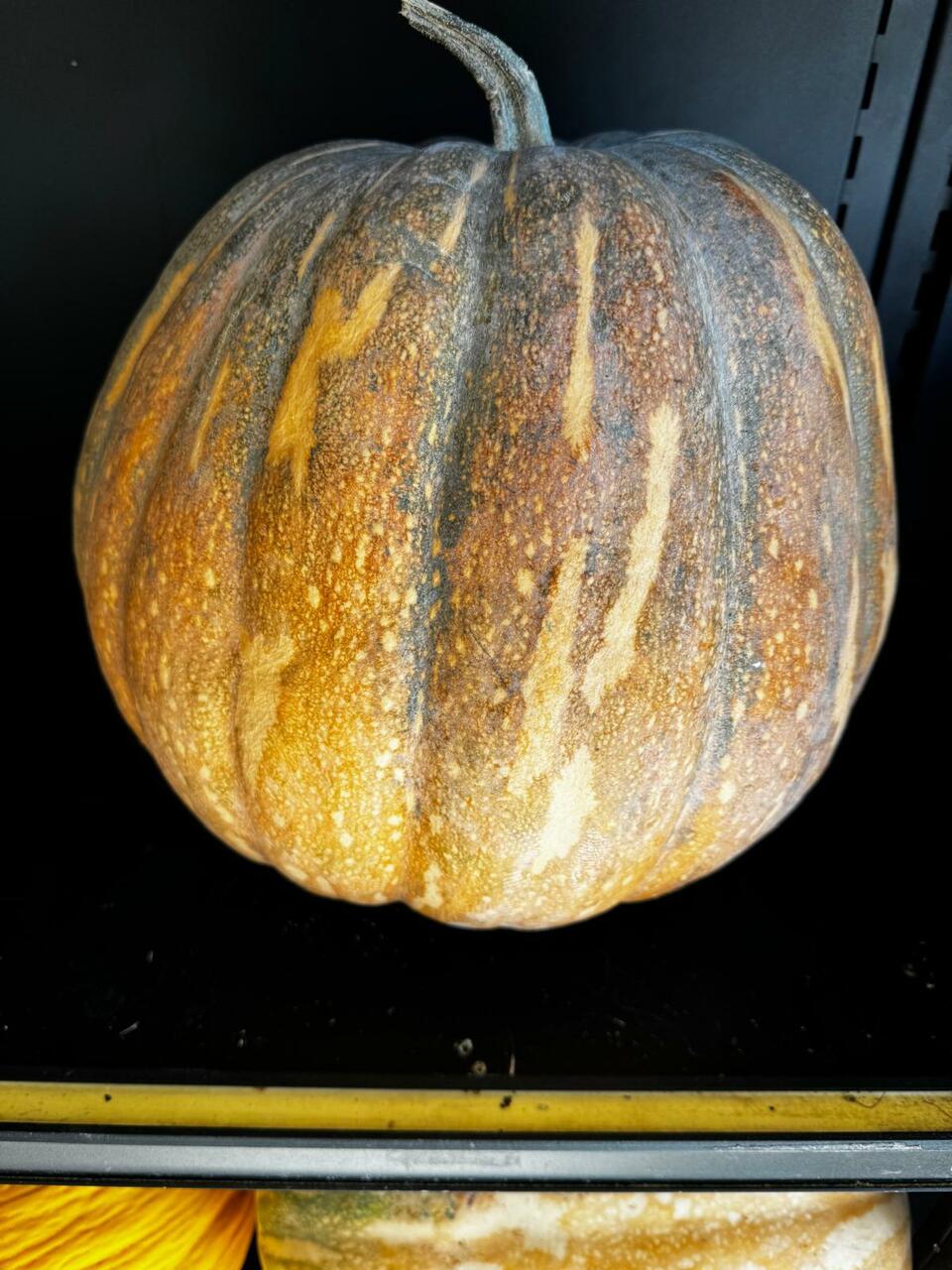 zucca