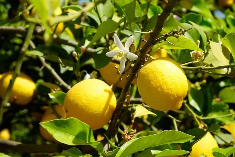 Limone