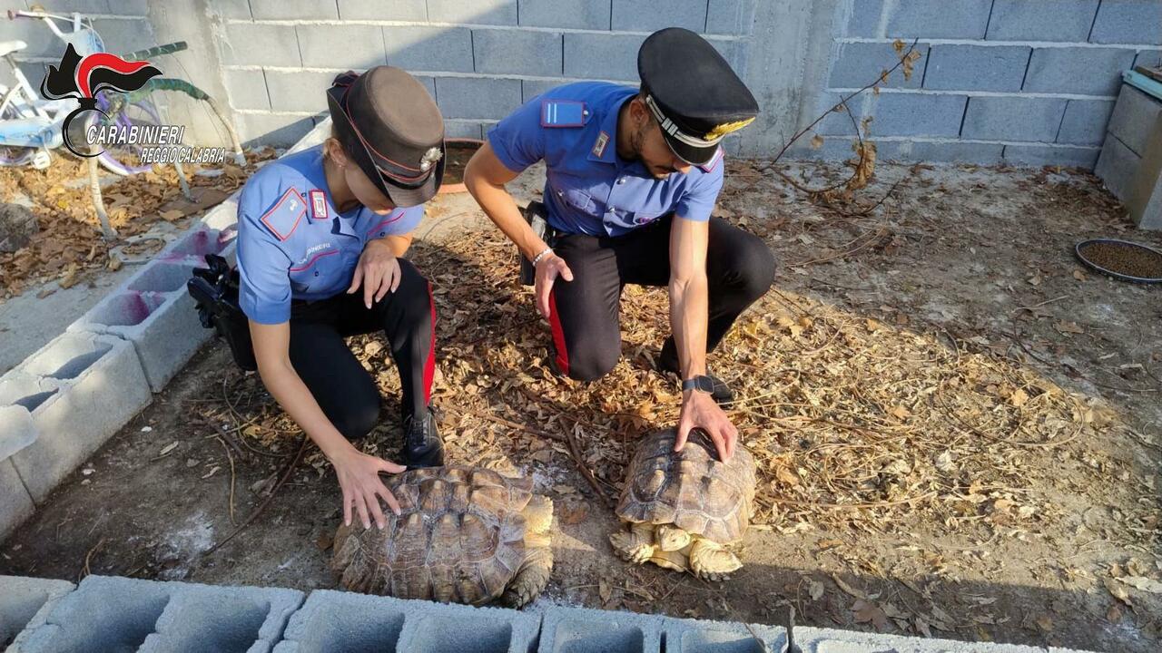 Gli animali presi in carico dai carabinieri