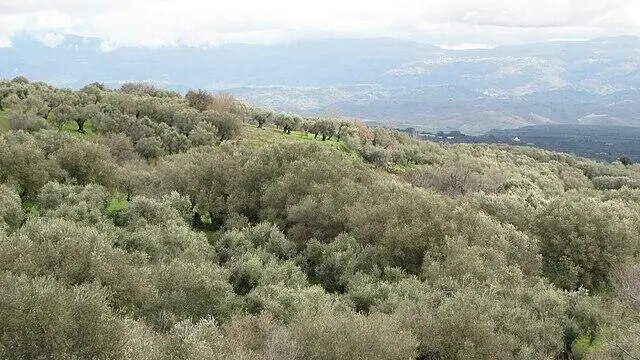 Filandari comune Calabrese diversi alberi di ulivo pronti per essere raccolti
