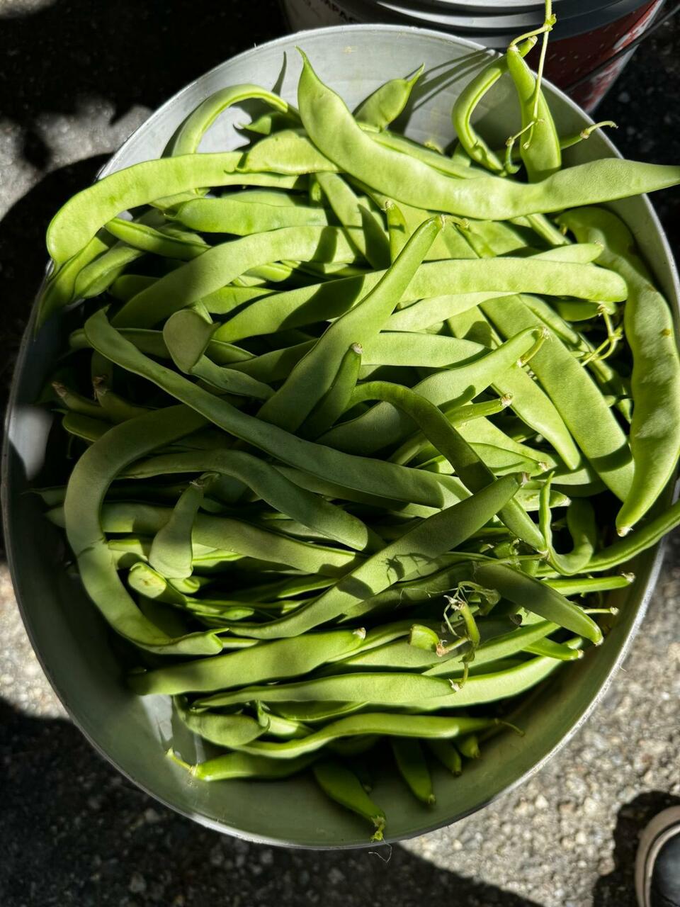fagiolini