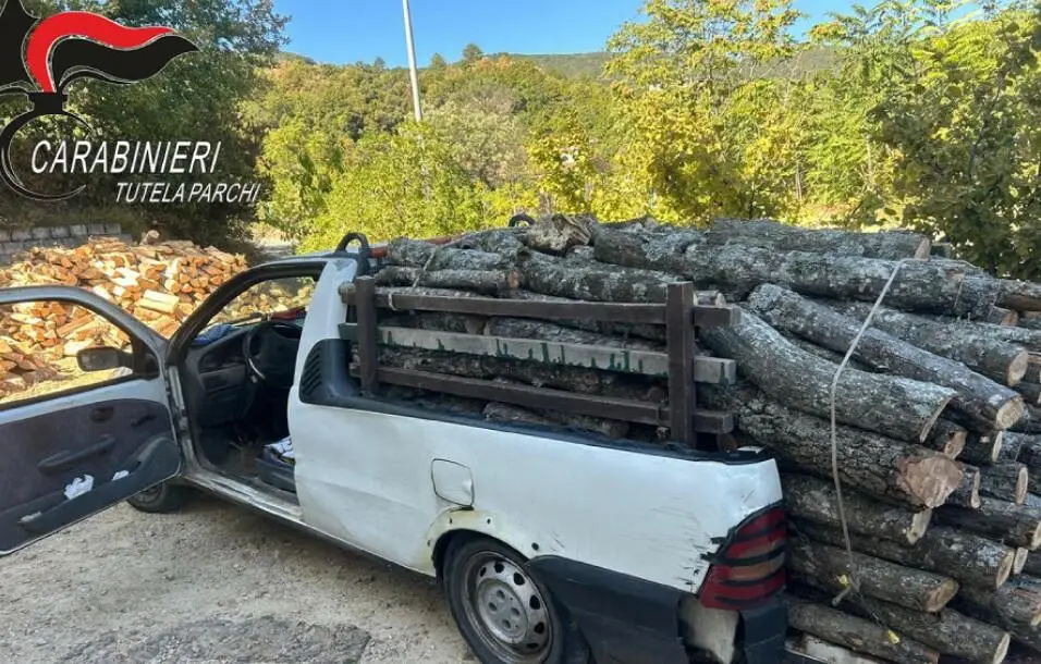 Carabinieri alberi tagliati