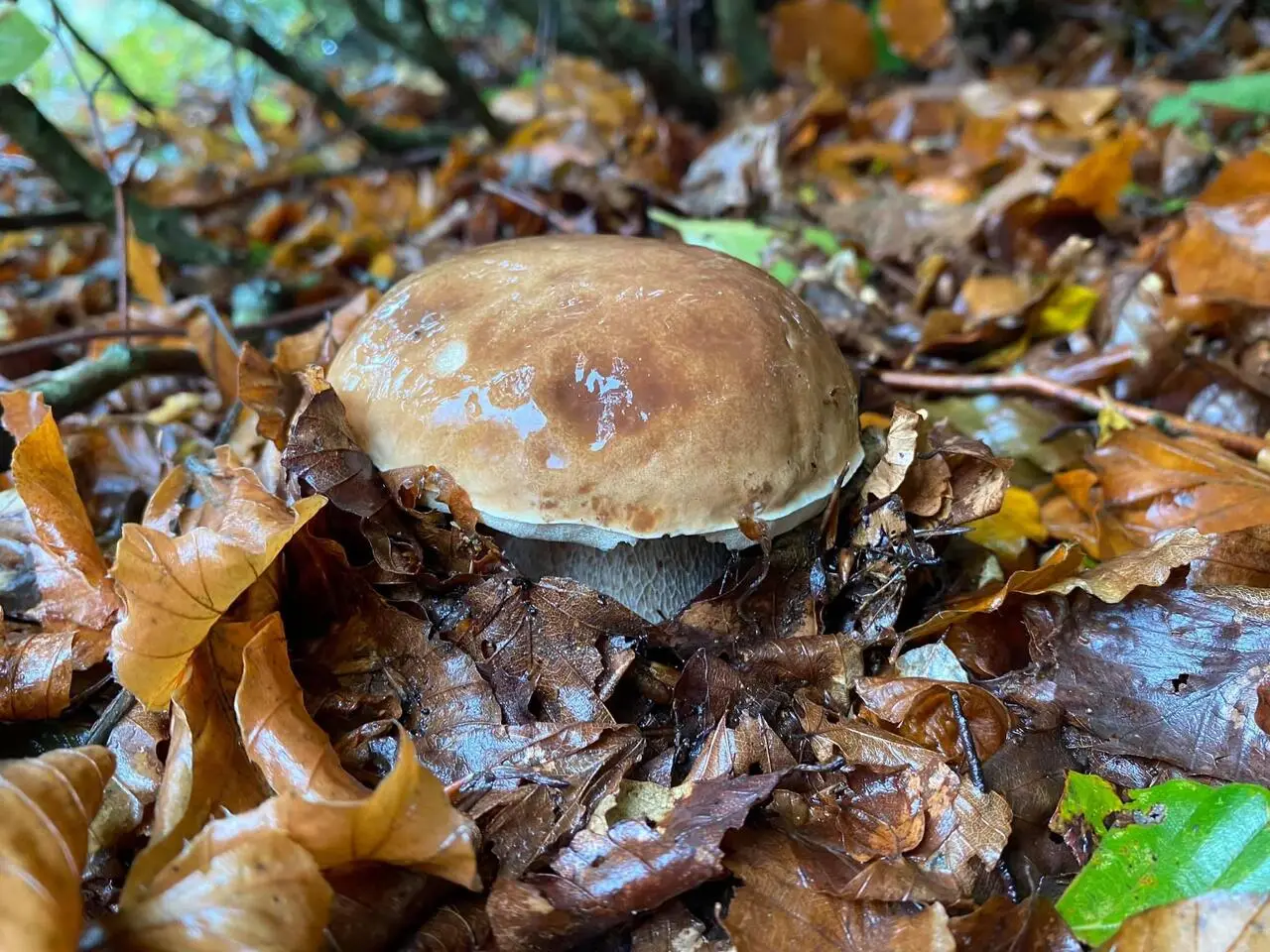 Foglie di faggi e Boletus Edulis