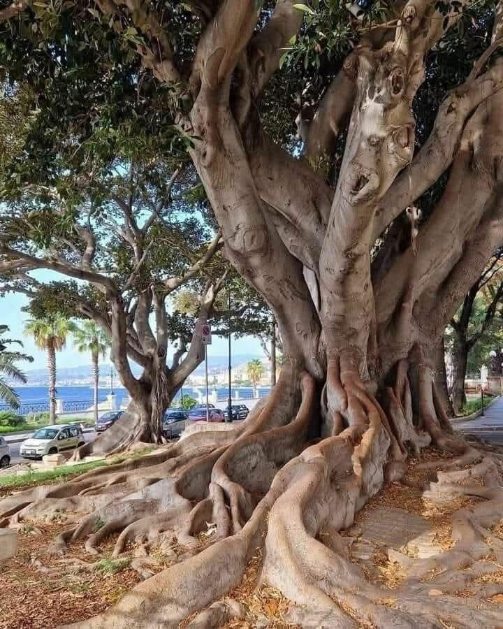 Albero secolare