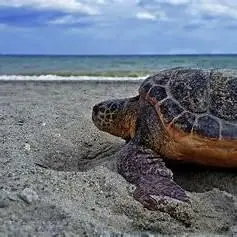 Caretta Caretta