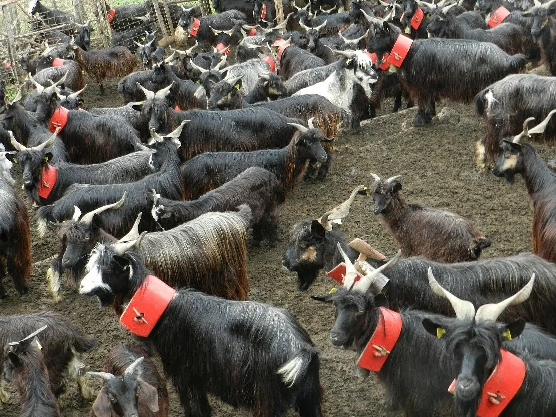 La capra rustica di Calabria