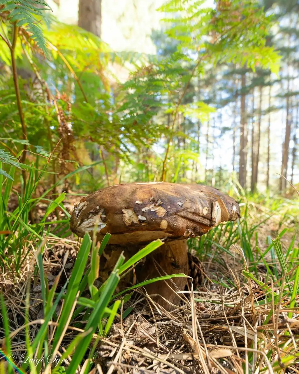 porcini