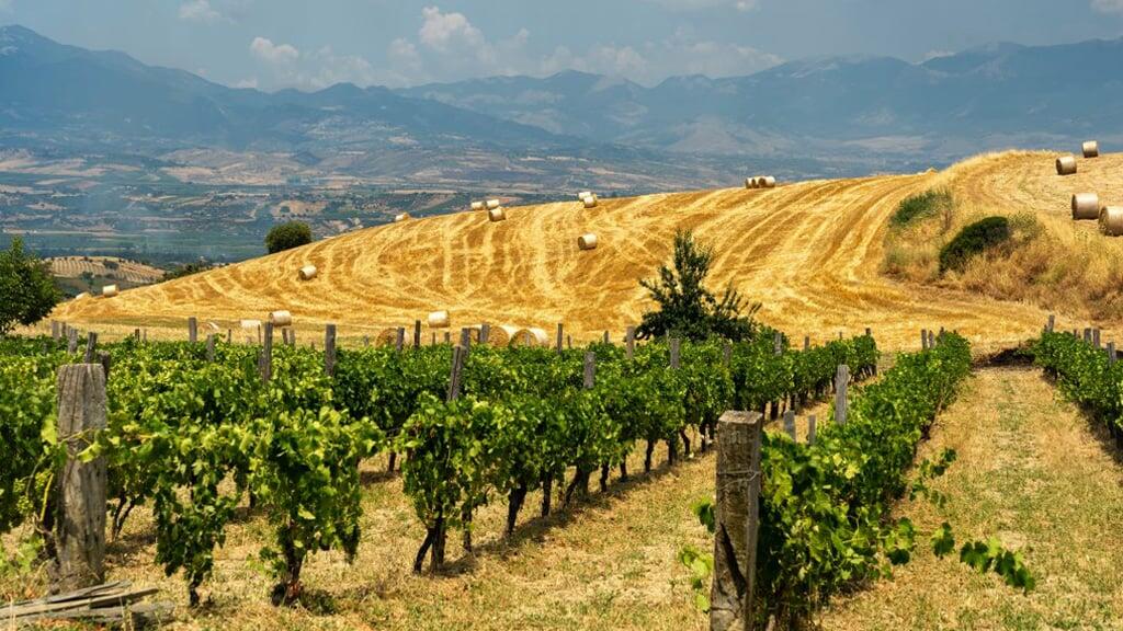 I vigneti di Cirò