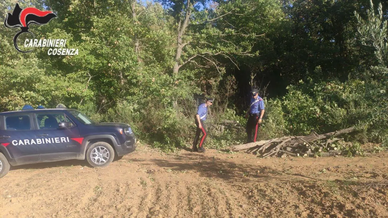 Macchina Carabinieri in campagna taglio illegale legname