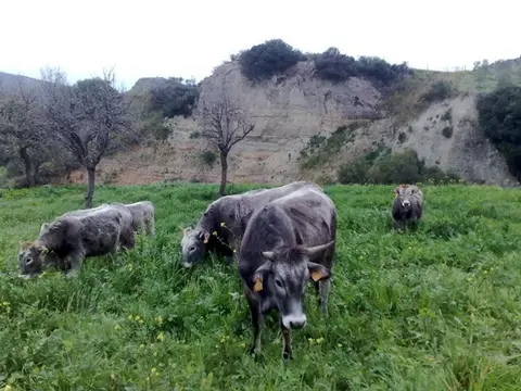 Razza Podolica