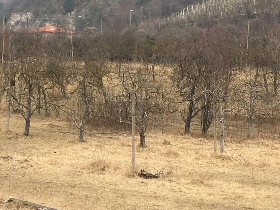 Un terreno agricolo incolto