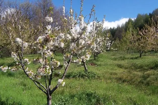 Campo di germoplasma del ciliegio